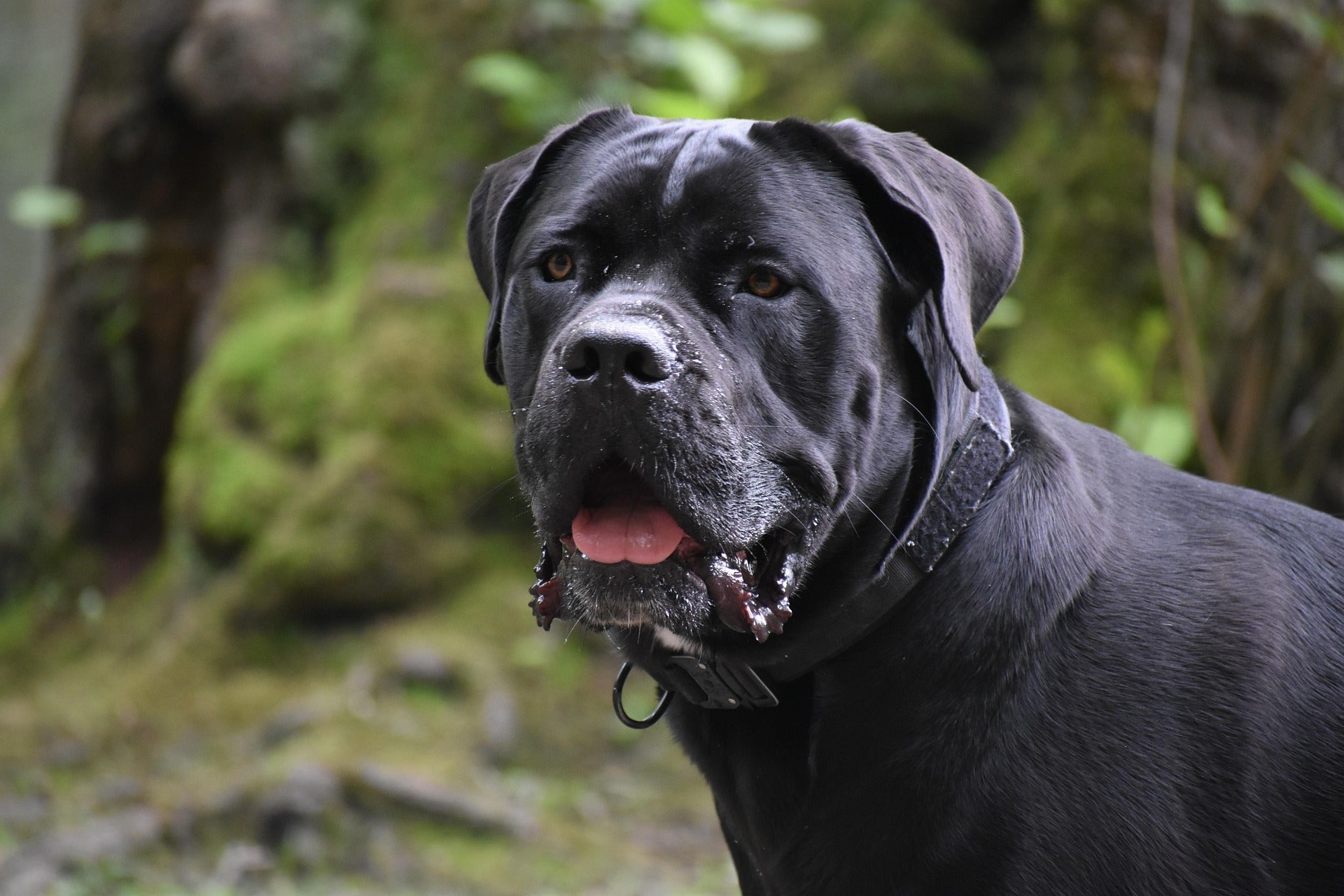 Cane corso – włoski strażnik o stalowych nerwach i miękkim sercu